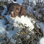 Puppies: image 1 0f 2 thumb