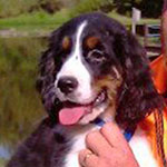 Puppies: image 2 0f 2 thumb